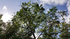 Simarouba