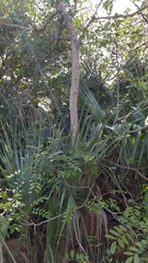 Simarouba
