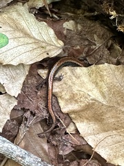 Plethodon cinereus image