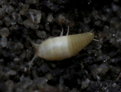 Atelurinae