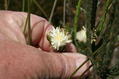 Lachnaea eriocephala