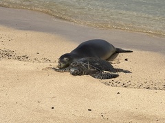 Hawaiian monk seal