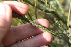 Lachnaea eriocephala