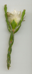 Lachnaea eriocephala