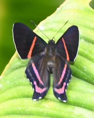 Ancyluris etias