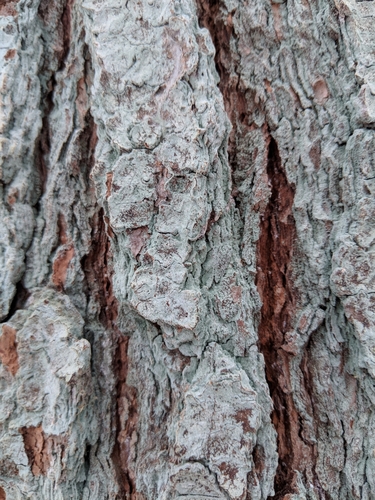 Lepraria caesiella image