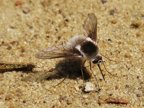 Bombylius incanus photo 5