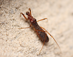 Saicinae