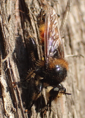 Laphria asturina