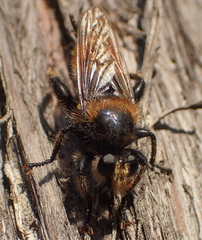 Laphria asturina