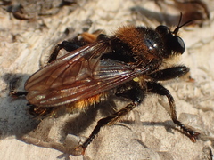 Laphria asturina