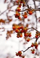 Celastrus orbiculatus