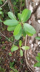 Rhabdadenia biflora