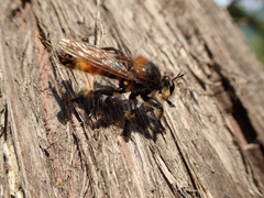 Laphria asturina
