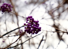 Callicarpa dichotoma