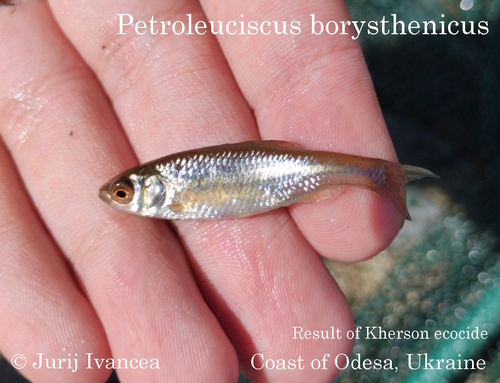 Black Sea chub (Petroleuciscus borysthenicus) — Cyprinidae — 3