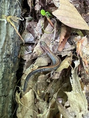 Plethodon cinereus image