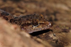 Hemidactylus angulatus