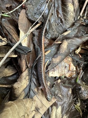 Plethodon cinereus image