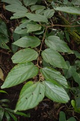 Celtis caudata