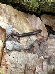 Plethodon cinereus image