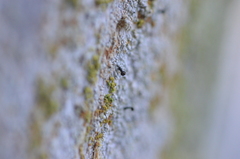 Chaenotheca ferruginea