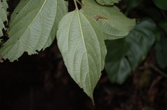 Celtis caudata
