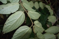 Celtis caudata