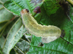 Pachyprotasis antennata