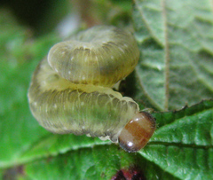 Pachyprotasis antennata