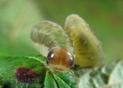 Pachyprotasis antennata