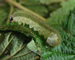 Pachyprotasis antennata