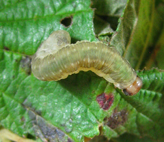 Pachyprotasis antennata