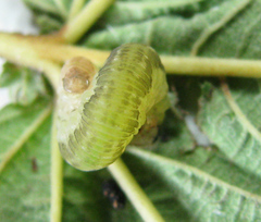 Pachyprotasis antennata