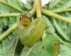 Pachyprotasis antennata