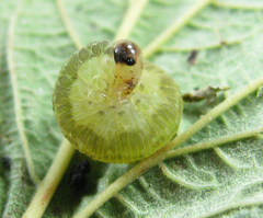 Pachyprotasis antennata