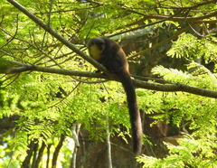 Hoffmanns's Titi photo 3