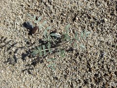 Astragalus aridus