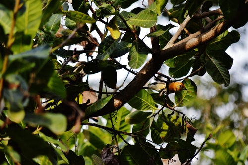 Herpsilochmus longirostris