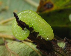Pachyprotasis antennata