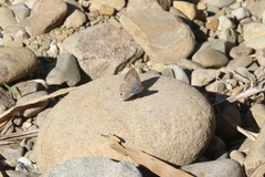 Catochrysops panormus exiguus