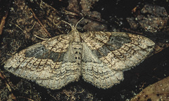 Orthonama evansi