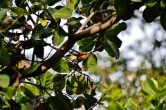 Herpsilochmus longirostris