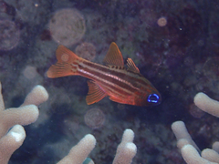 Ostorhinchus compressus