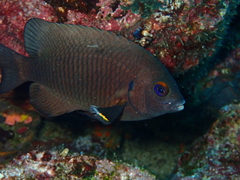 Galapagos Ringtail Damselfish photo 3