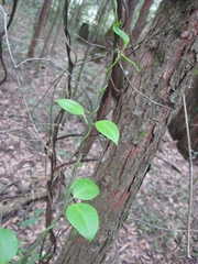 Vincetoxicum barbatum