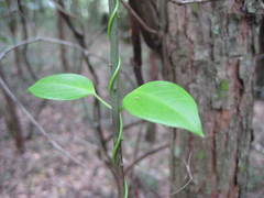 Vincetoxicum barbatum