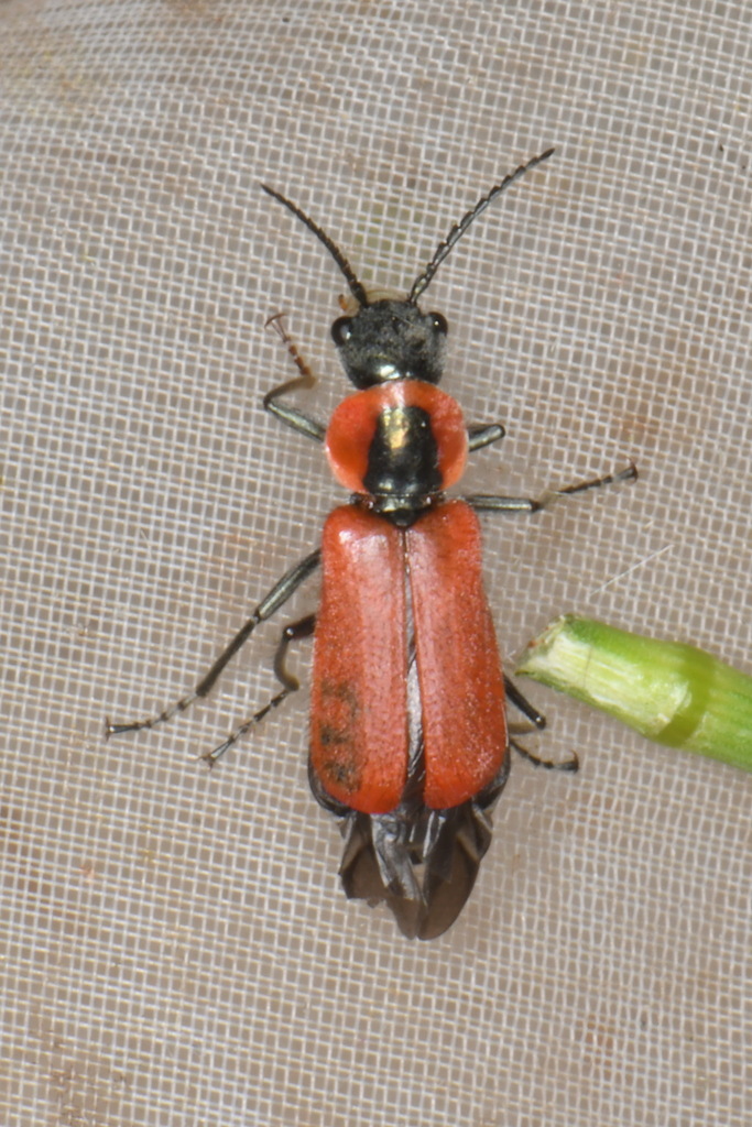 Clanoptilus rufus