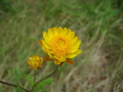 Xerochrysum bracteatum