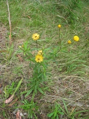 Xerochrysum bracteatum